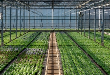 Nieuwbouw Groen Agro Central Gebouw C te Delgauw